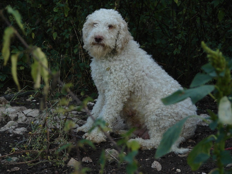 Bella (Sans Affixe)
