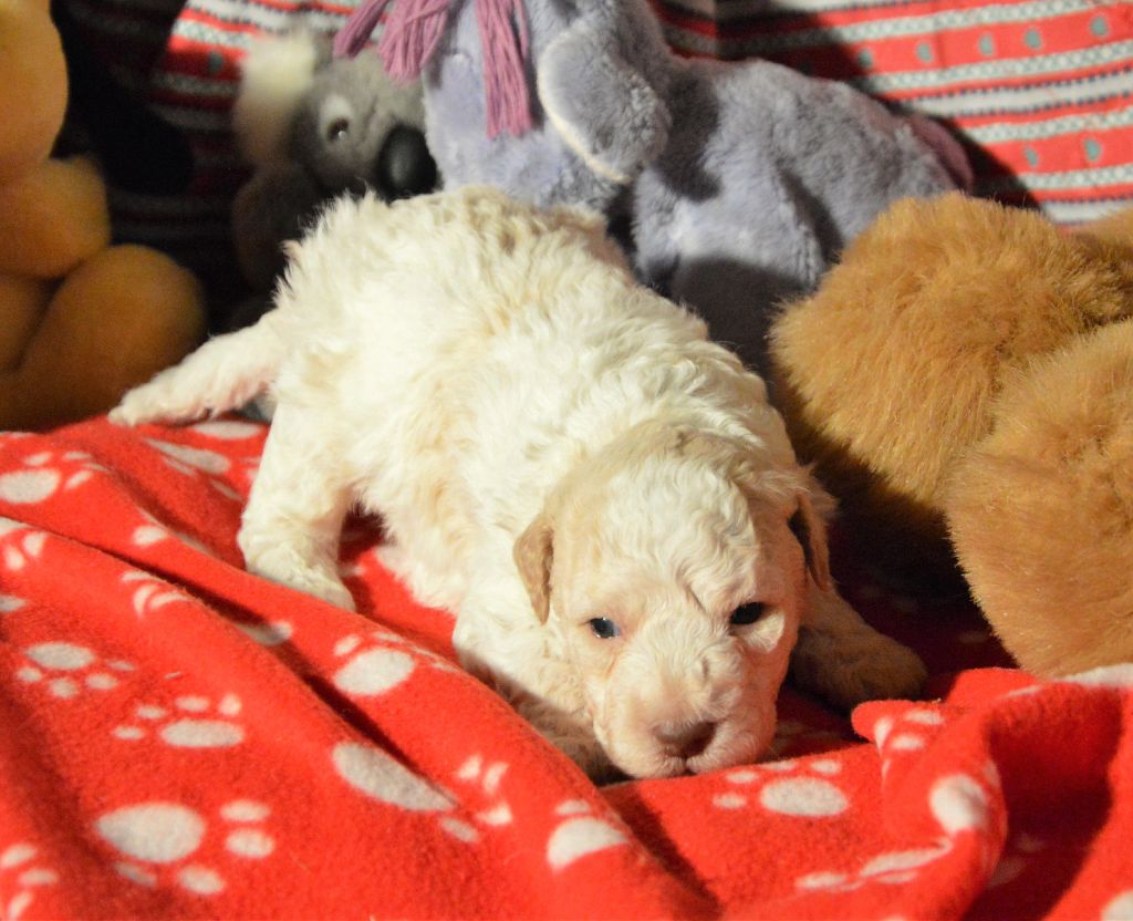 Du mas de rognard - Lagotto Romagnolo - Portée née le 08/10/2018